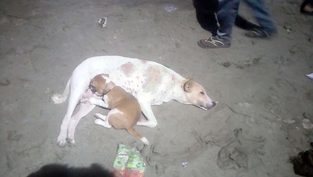 Funny babies annoying dogs, Cutest dog in the world