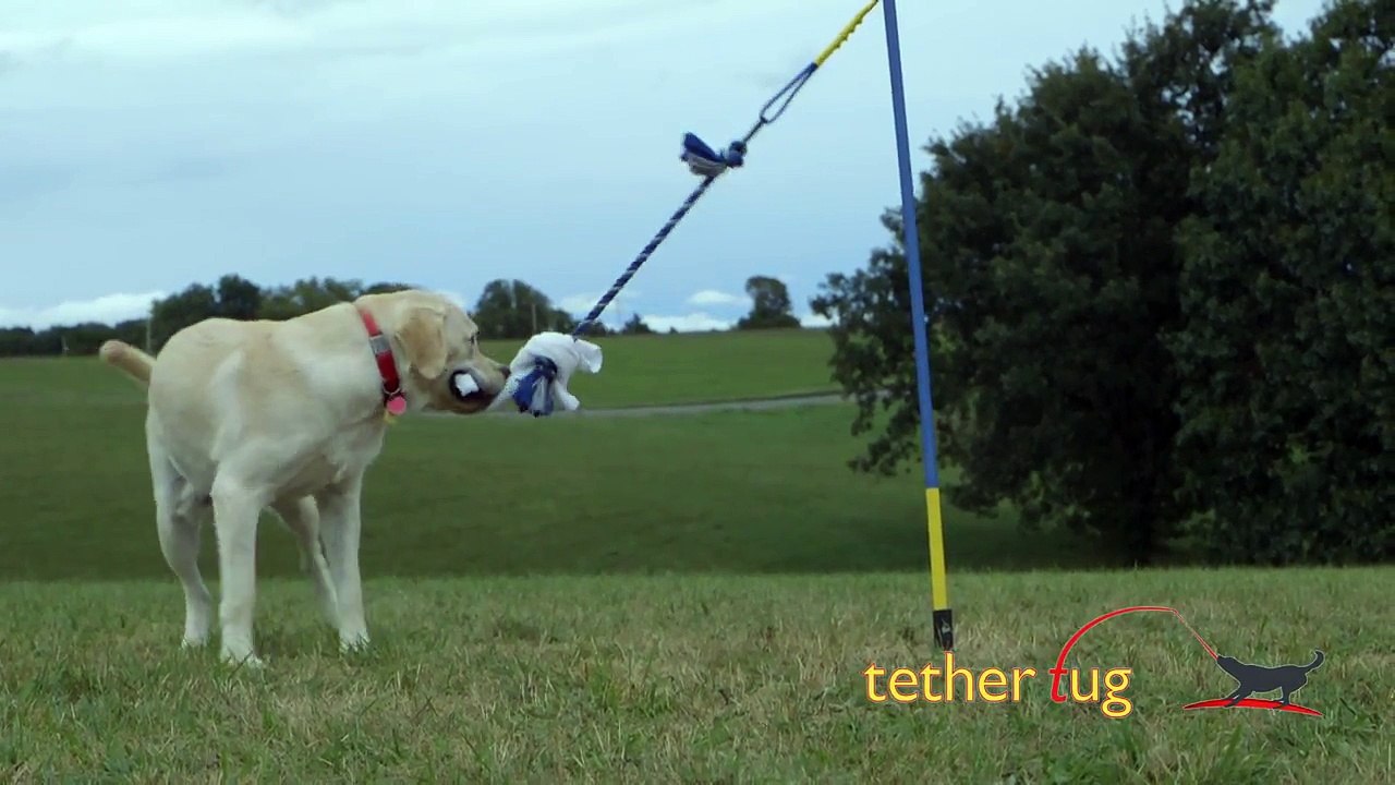 Tether Tug Large Dog Demo