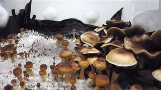 Hamilton's Pharmacopeia - 04 - Magic Mushrooms in Mexico - Vice Media (2016)