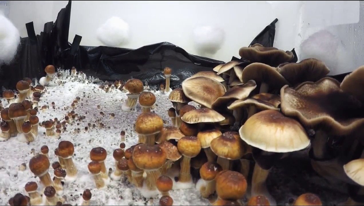 Hamilton's Pharmacopeia - 04 - Magic Mushrooms in Mexico - Vice Media (2016)