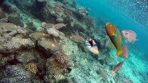 The best and easiest to access snorkeling is directly off the beach in front of The Rarotongan Beach Resort & Spa and Sanctuary Rarotonga in the Aroa Lagoonariu