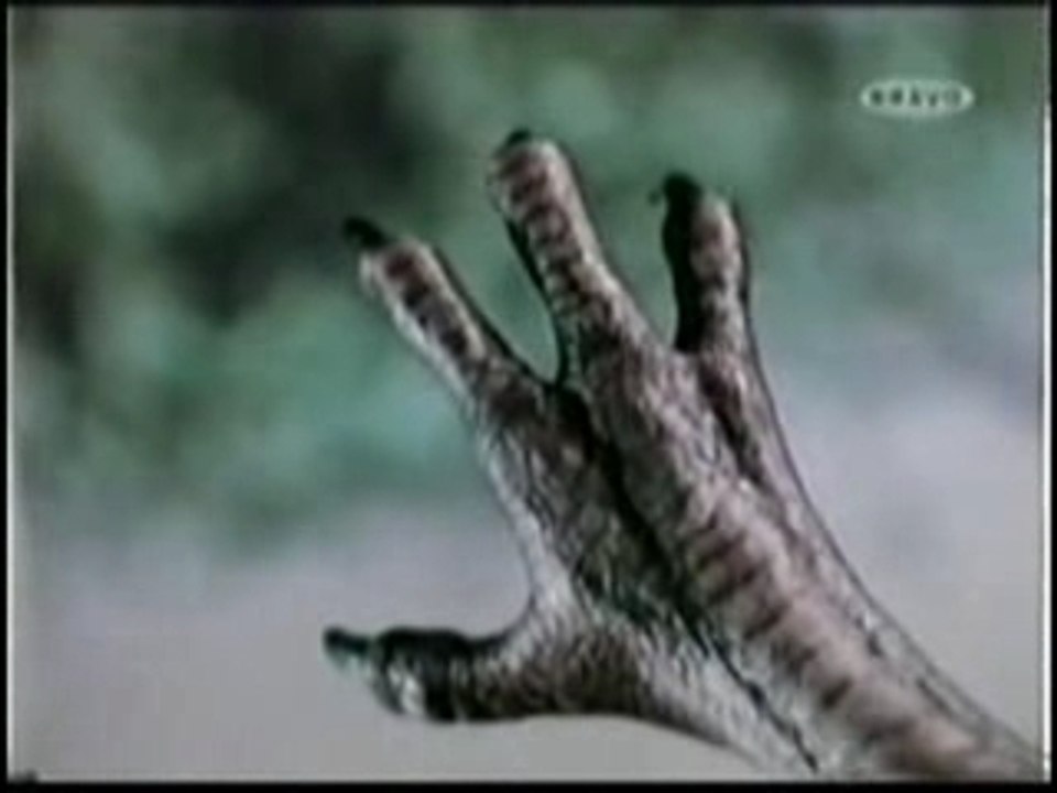 Manimal transformation en Faucon