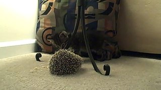 The kitten meets the hedgehog