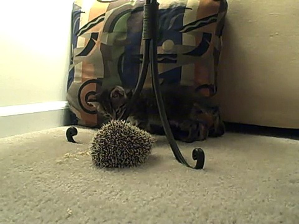 The kitten meets the hedgehog
