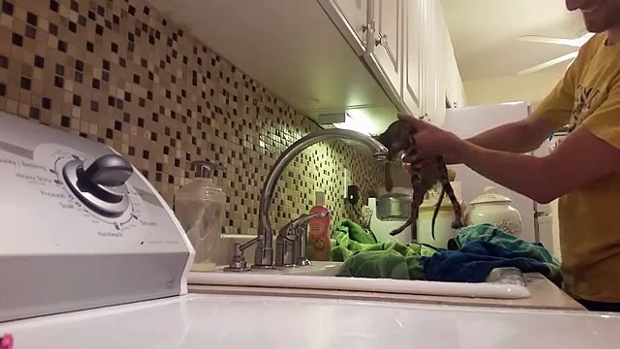 Baby Bengal Kitten Icys 1st Bath