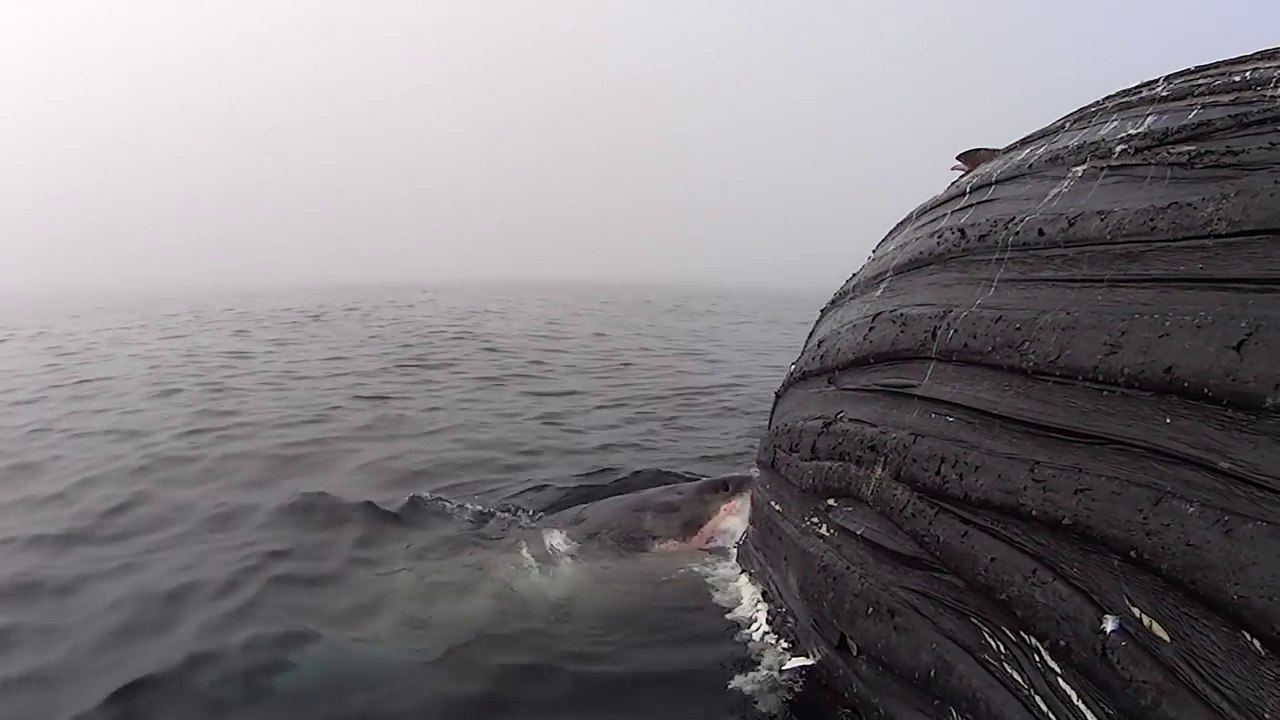 Un Grand Requin Blanc mange une baleine à bosse Vidéo Dailymotion
