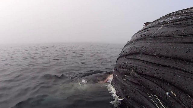 Un Grand Requin Blanc mange une baleine à bosse