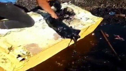 Zifte düşen köpekler hayvan severler tarafından kurtarıldı