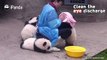 #PandaMagic Who have the honor to bathe pandas? Their nannies! Here is a tutorial video on bathing a panda. You don’t have a panda to bathe, anyway!