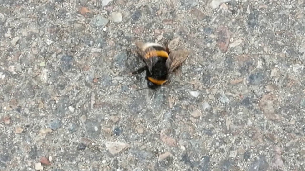 Giant bee filmed on road