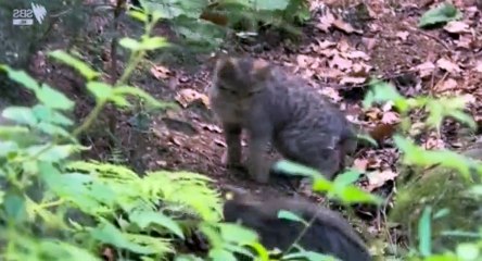 Wild Germany (2017) S01 - Ep03 Forests - Part 01 HD Watch