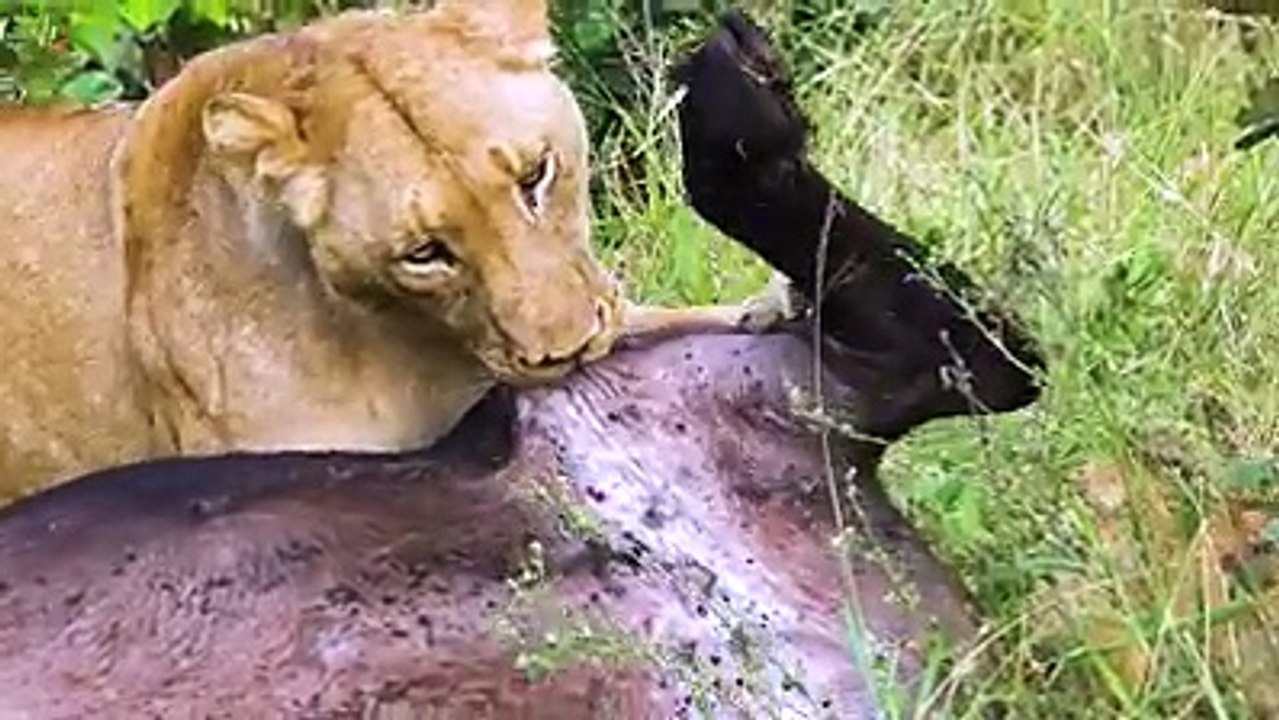 Buffalo Mourn dead  female after Lion Attack