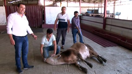 Kurbanlık Nasıl Yatırılır ? Uzmanından Kurban Yatırma Teknikleri