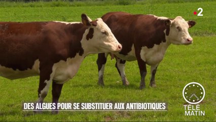 Sciences - Des algues contre les antibiotiques