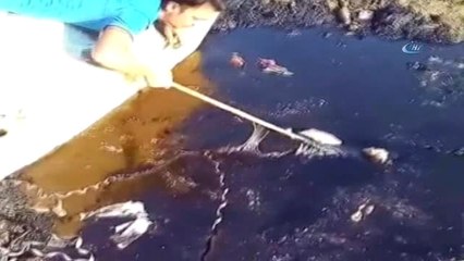 Zifte Düşen Köpekler Hayvan Severler Tarafından Kurtarıldı