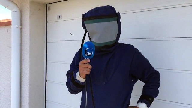 Les pompiers de la Loire débordés par les guêpes cet été