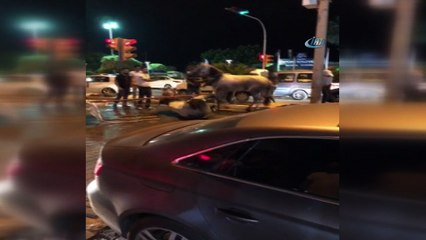 Faytona koşulan at yol ortasında yığıldı, hayvanseverler tepki gösterdi