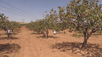 Antep Fıstığına İlaçsız Koruma