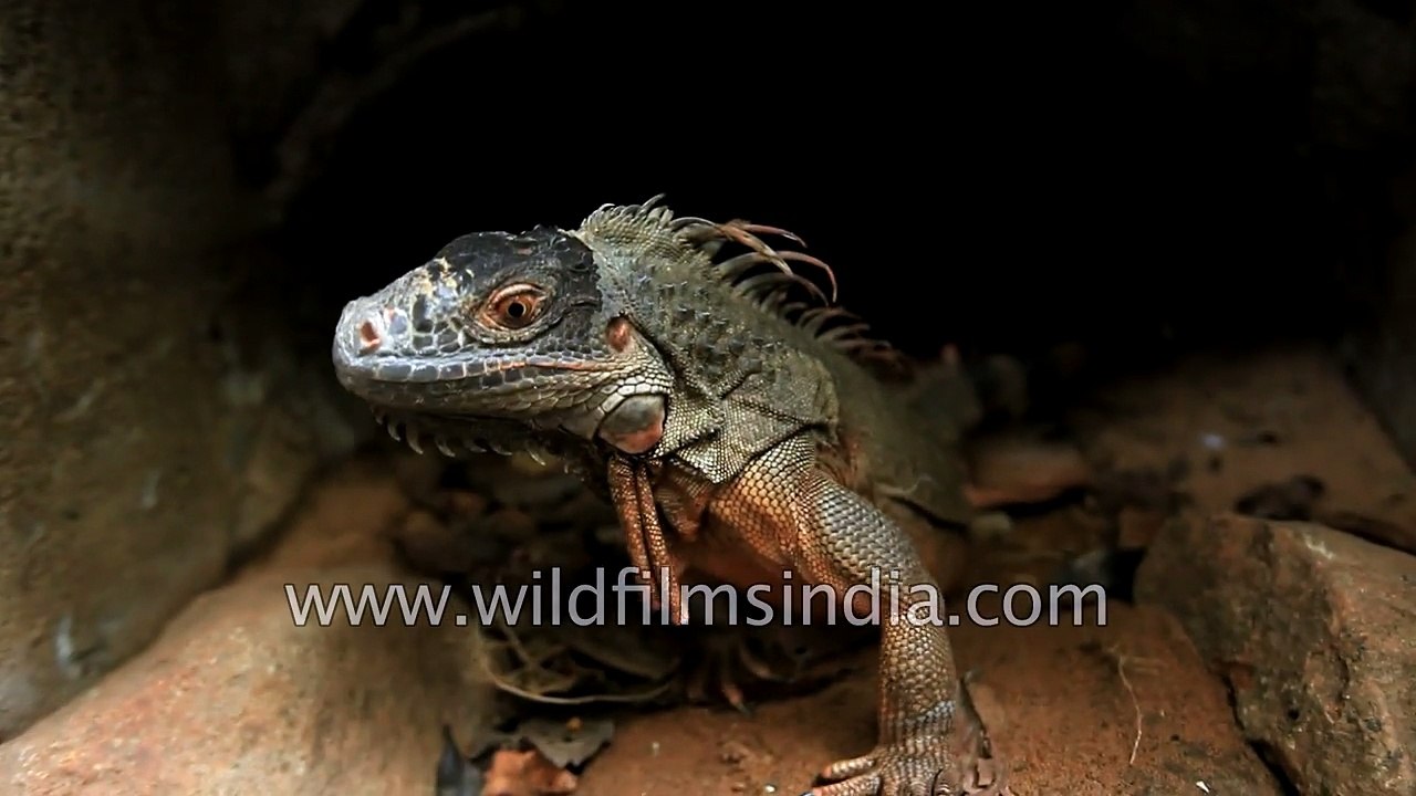 Green Iguana guana iguana