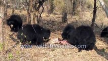 Sloth Bears feeding out of a Deer Forest Bangalore