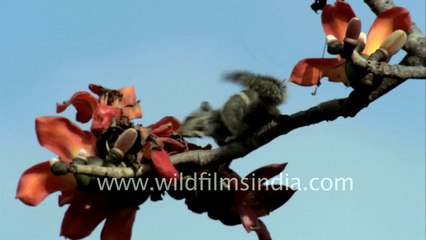 Squirrel forages on a Bombax malabaricum tree in India