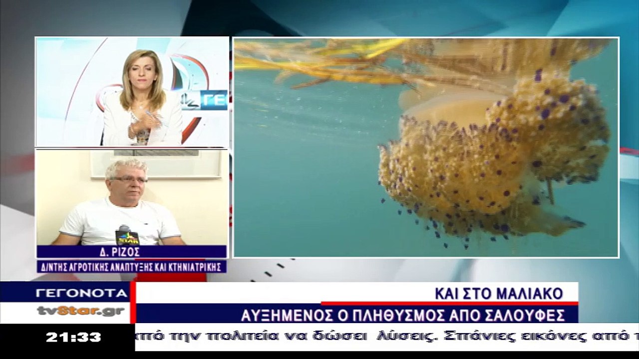 Καθησυχαστικός για τις μέδουσες στη Φθιώτιδα ο...