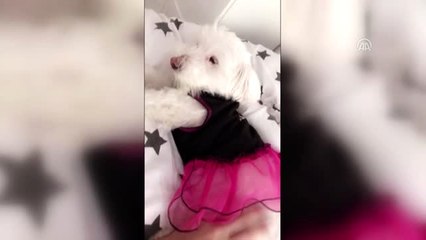 Angel" İçin Gözyaşı Döktüler