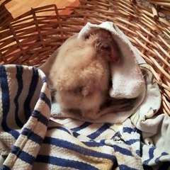 little baby OWL in the house