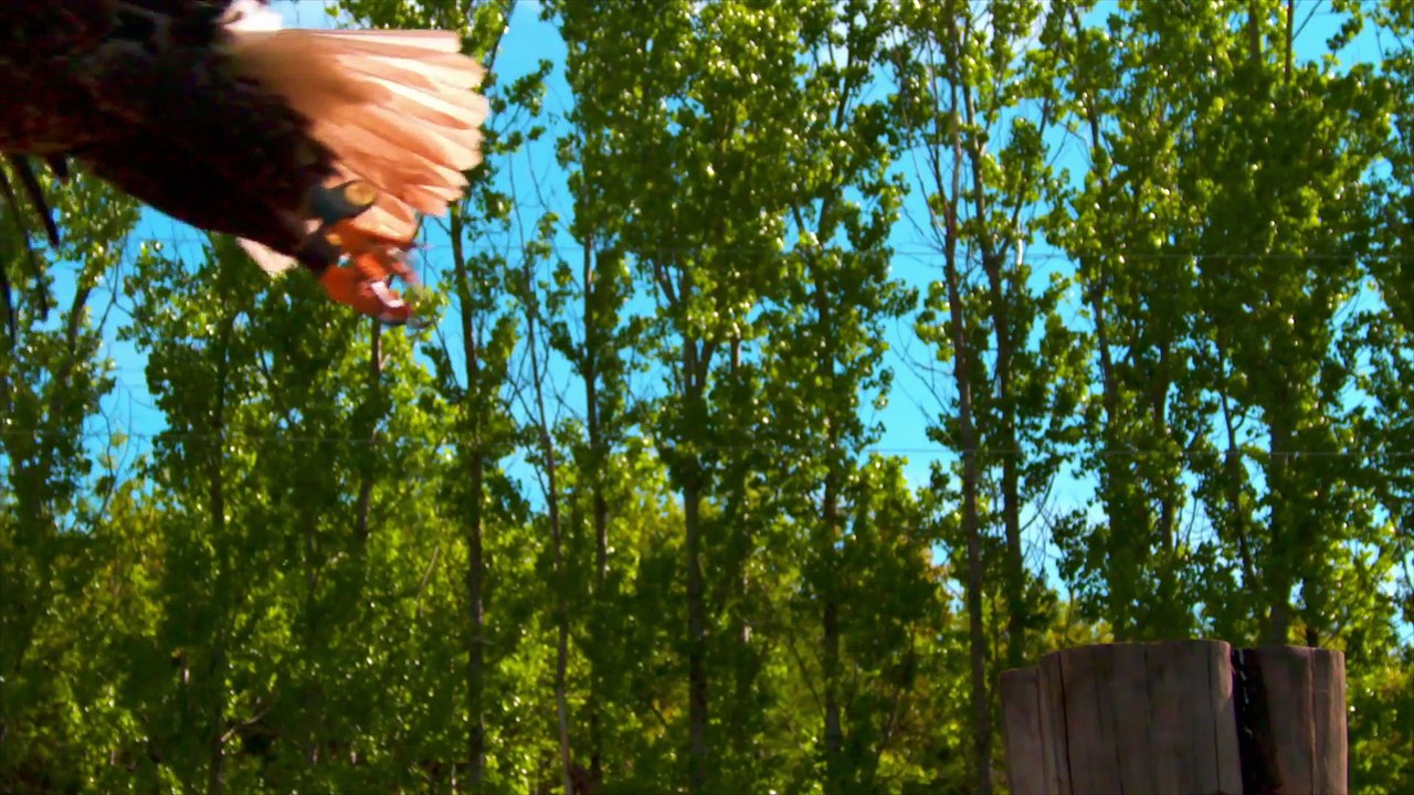 Attack and Defend S1 2of6 Sky Hunters