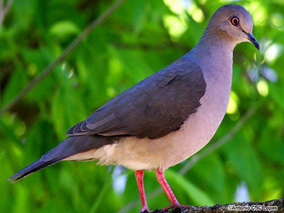 Gatilhos diferentes para armadilha de esmagamento feita de pedra.