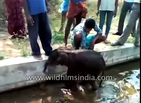 Really cute dehydrated Baby Elephant cools down after rescue in India (1)