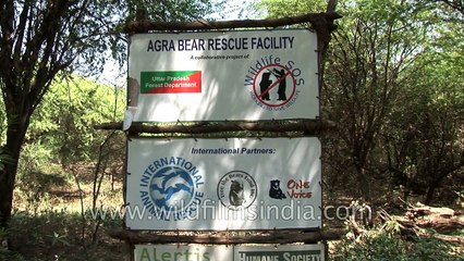 Rescued bears in Agra Bear Rescue Facility