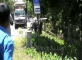 Rhino blocks highway after being pushed out of Kaziranga by Assam floods