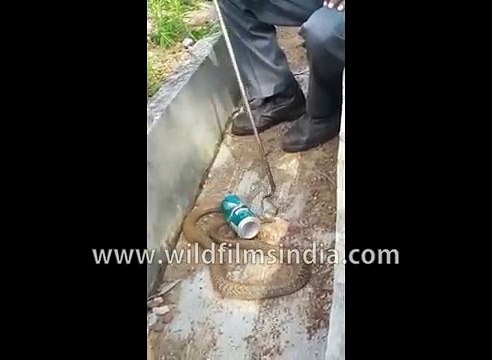 Snake gets its head stuck in a beer can snake catchers rescue it