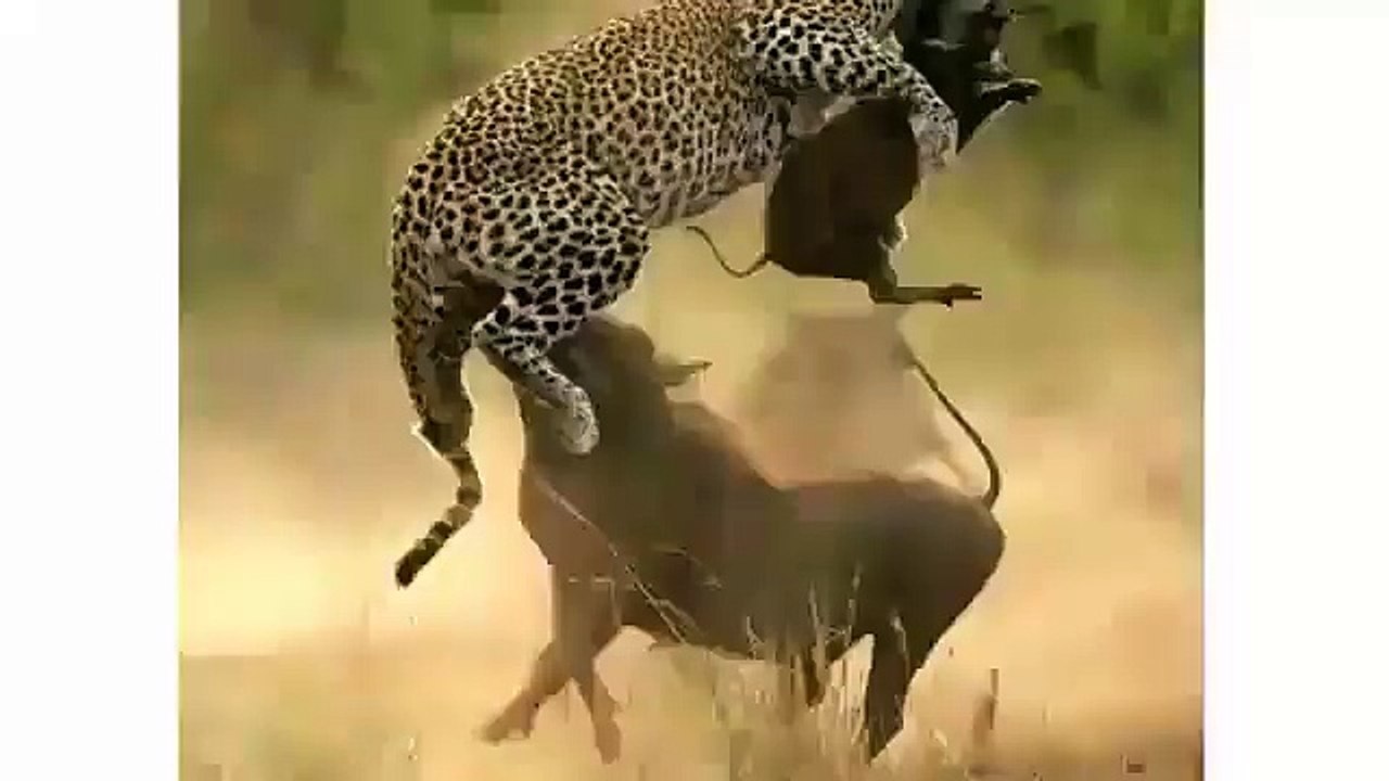 fight between cheetah and tiger & world adventures in the forest