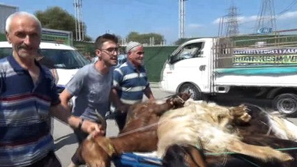 Kurban pazarında hareketlilik devam ediyor