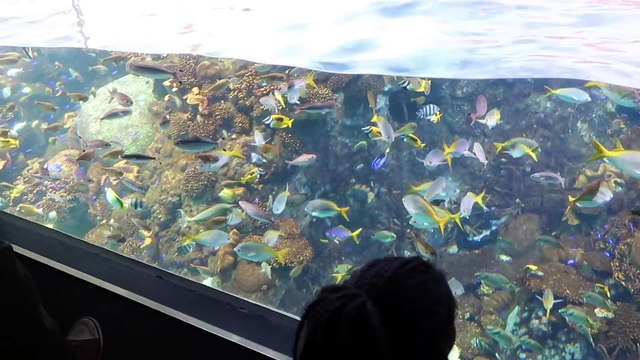 CHATONS , POISSONS GEANTS et PINGOUINS ! Visite de L' AQUARIUM D'OSAKA KAIYUKAN JAPON !
