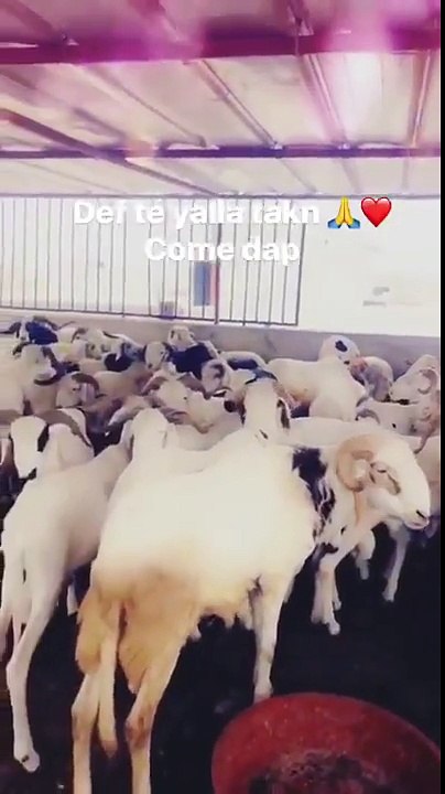 Tabaski 2018 : les nombreux moutons d'un célèbre footballeur aux démunis