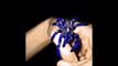 Une araignée rare et magnifique : tarentule bleue luminescente