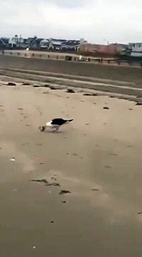 Un goéland avale... un requin ! C'est le monde à l'envers