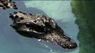 83 Jahre alt: Kroko-Greis im Belgrader Zoo