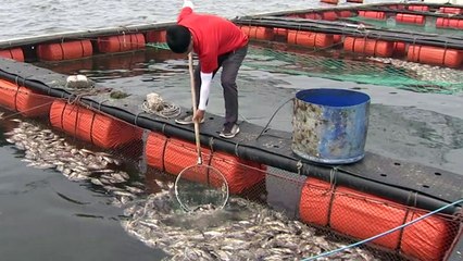 서해 천수만 우럭 집단 폐사...고수온 고비 못넘겨 / YTN
