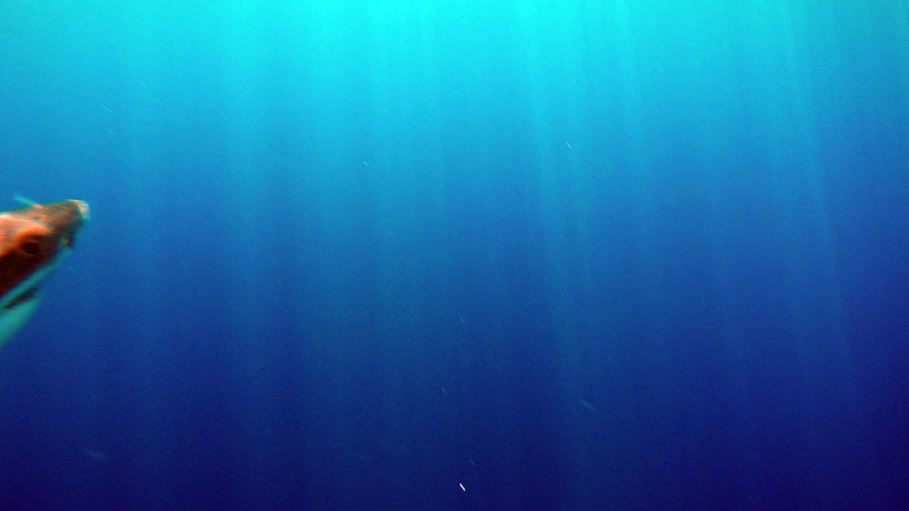 Great White Shark attacking bait full speed