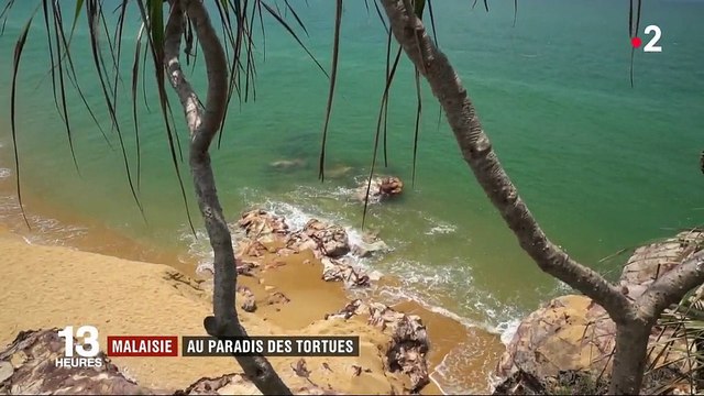 Malaisie : un sanctuaire pour tortues vertes