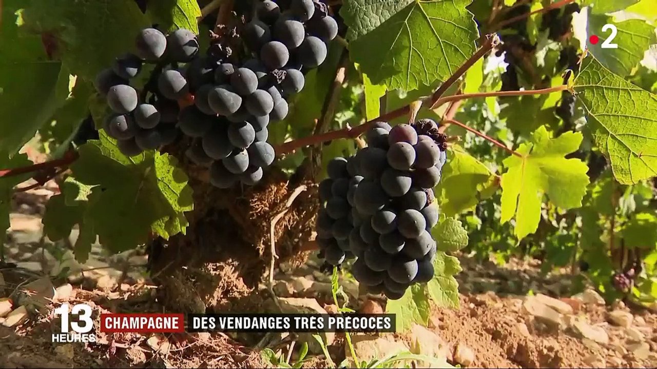 Champagne : vendanges précoces après un été de canicule