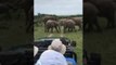 Young Elephants Play-Fight in Wildlife Reserve