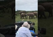 Young Elephants Play-Fight in Wildlife Reserve