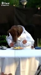 Very Funny dog video