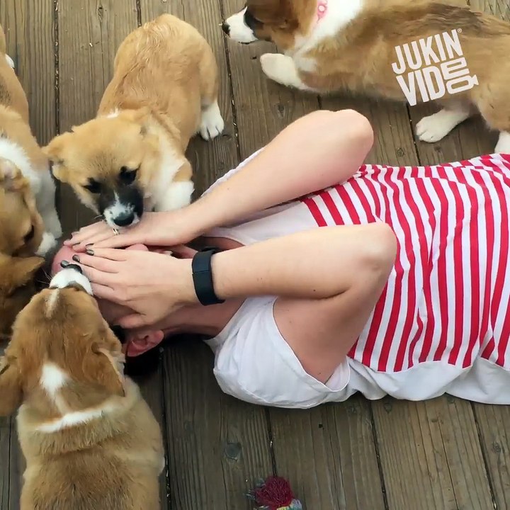 ##Pets affection towards human's(must watch)!!