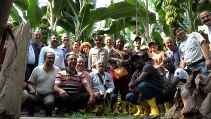 Alanya'ya gelen bilim adamları muz bahçelerinde inceleme yaptı